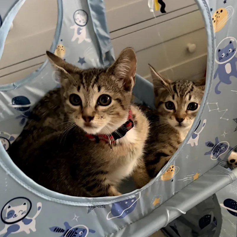 A baby small-sized female Brown / Chocolate Domestic Short Hair cat named Delilah for adoption in Pacific Palisades, CA