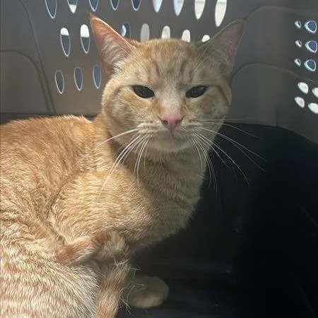 An adult medium-sized male Orange / Red Domestic Short Hair cat named Melon for adoption in Tacoma, WA
