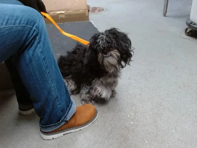 An adult medium-sized female Poodle dog named Cherry for adoption in Albuquerque, NM