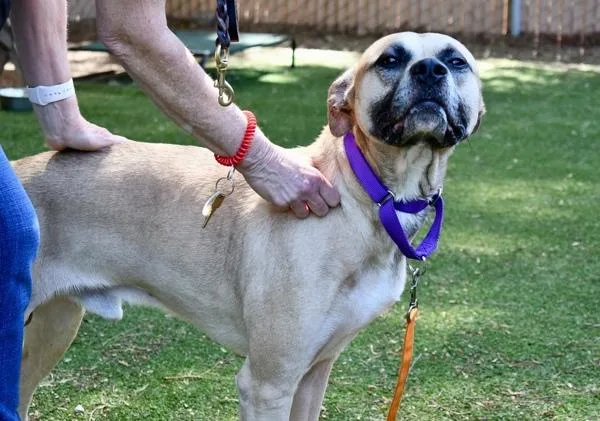 A senior large-sized male American Staffordshire Terrier dog named Rebel for adoption in Escondido, CA