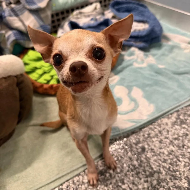 A senior small-sized male Chihuahua dog named Gummy Bear for adoption in Nashville, TN