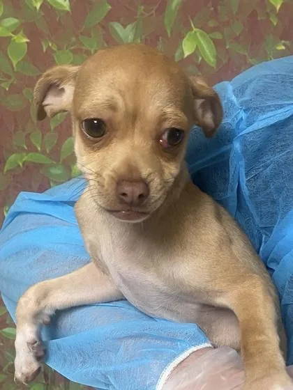 A young small-sized female Chihuahua dog named The Drama for adoption in San Antonio, TX