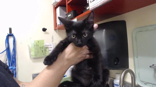 A baby small-sized male Domestic Medium Hair cat named George for adoption in Denver, CO