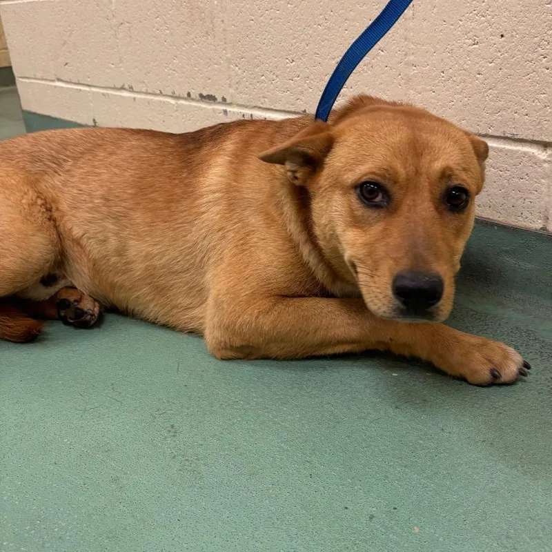 An adult medium-sized male Yellow / Tan / Blond / Fawn Mixed Breed dog named Riley for adoption in Memphis, TN