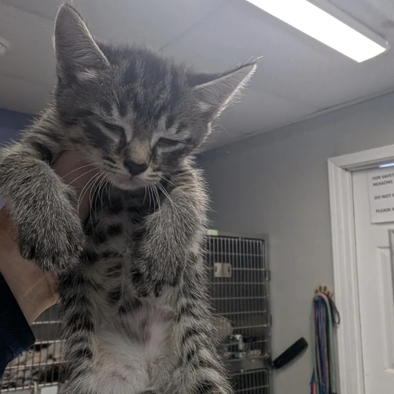 A baby small-sized female Brown / Chocolate Domestic Short Hair cat named Corvette for adoption in Marble, NC