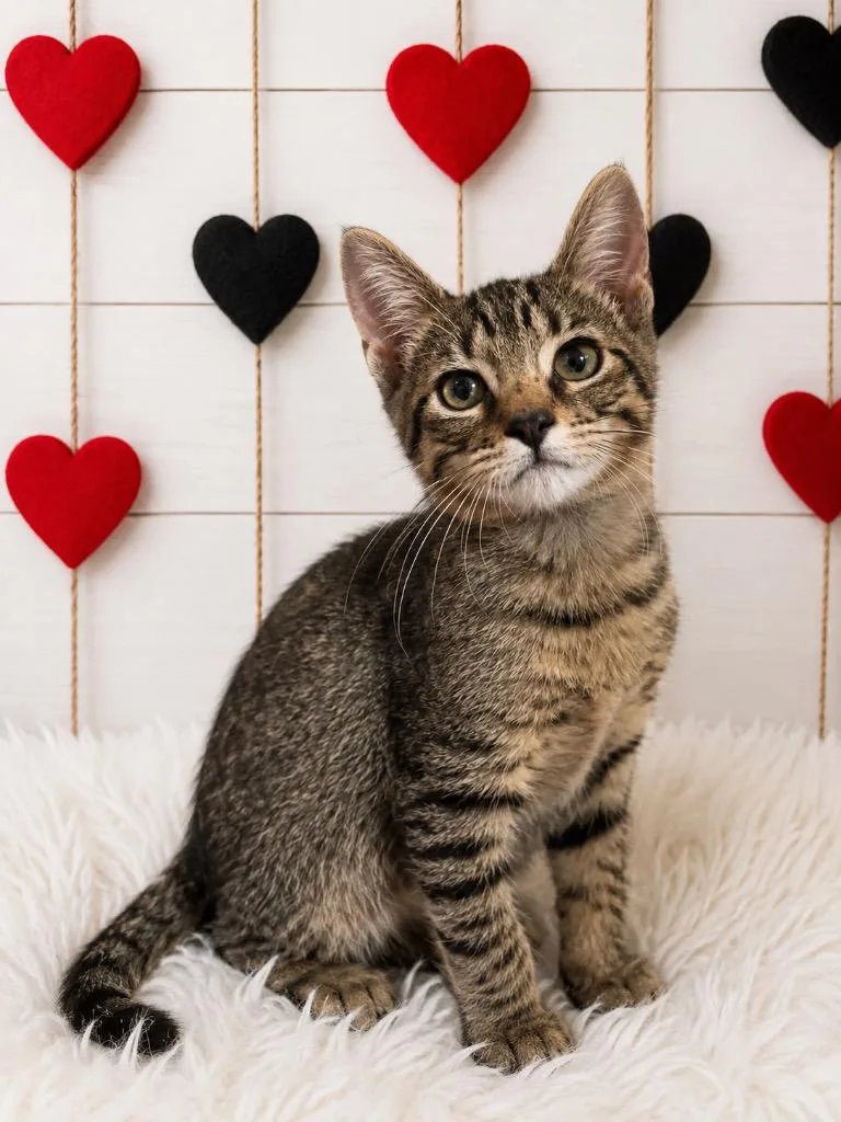 A baby small-sized male Domestic Short Hair cat named Pinocchio for adoption in Corpus Christi, TX