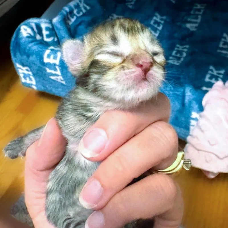 A baby small-sized female Torbie Domestic Short Hair cat named Rhaegal for adoption in Chapel Hill, NC