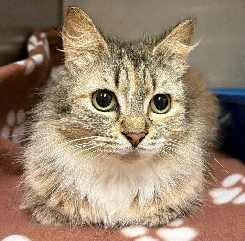 A young small-sized female Domestic Short Hair cat named Calypso for adoption in Ocala, FL