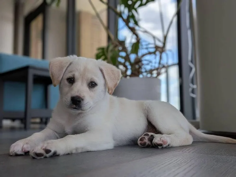 Leo Cute thumbnail 4