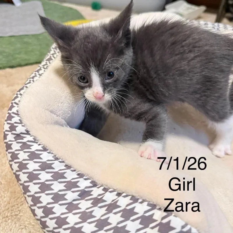 A baby small-sized female Gray / Blue / Silver Domestic Short Hair cat named Zara C for adoption in Princeton, MN