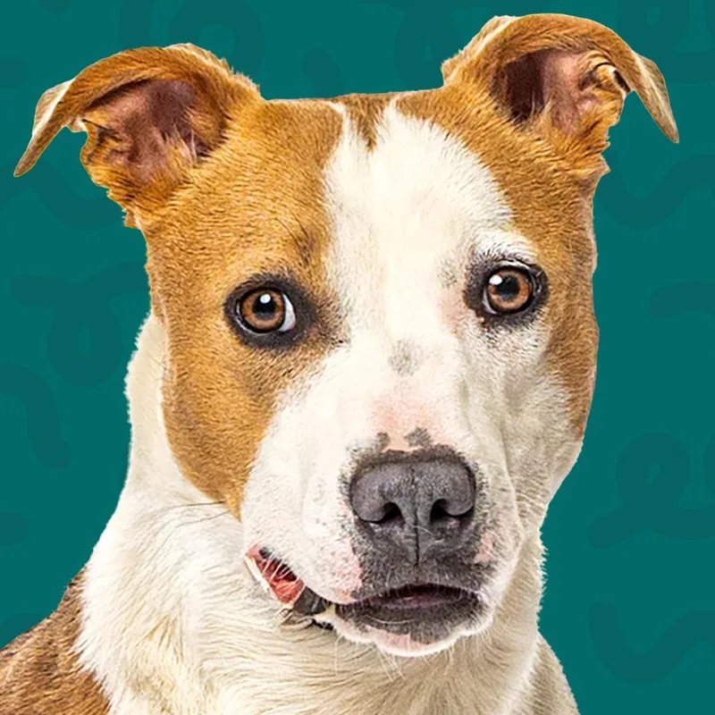 A young medium-sized female Yellow / Tan / Blond / Fawn Cattle Dog dog named Bella for adoption in Reno, NV