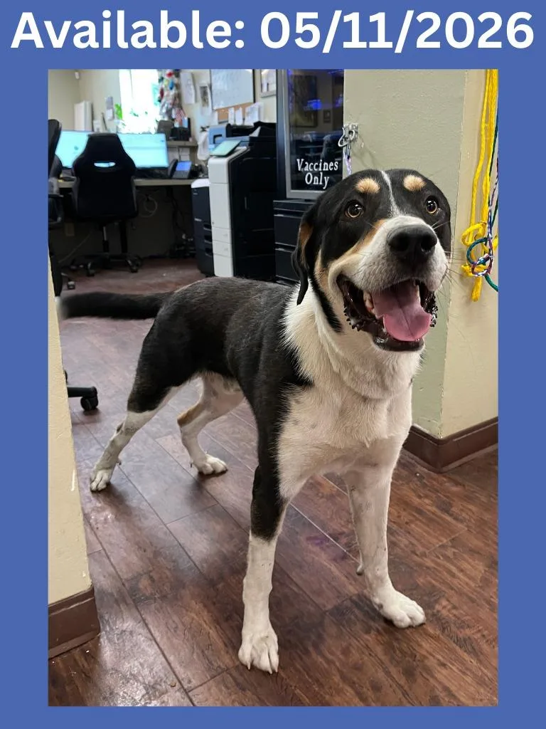A young extra large-sized male Cattle Dog dog named Dog Kennel  Carter for adoption in Greenville, TX