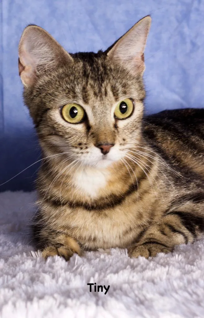 A young small-sized female Domestic Short Hair cat named Tiny for adoption in Gilbert, AZ