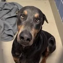 An adult large-sized male Black Doberman Pinscher dog named Ludo for adoption in Austin, TX
