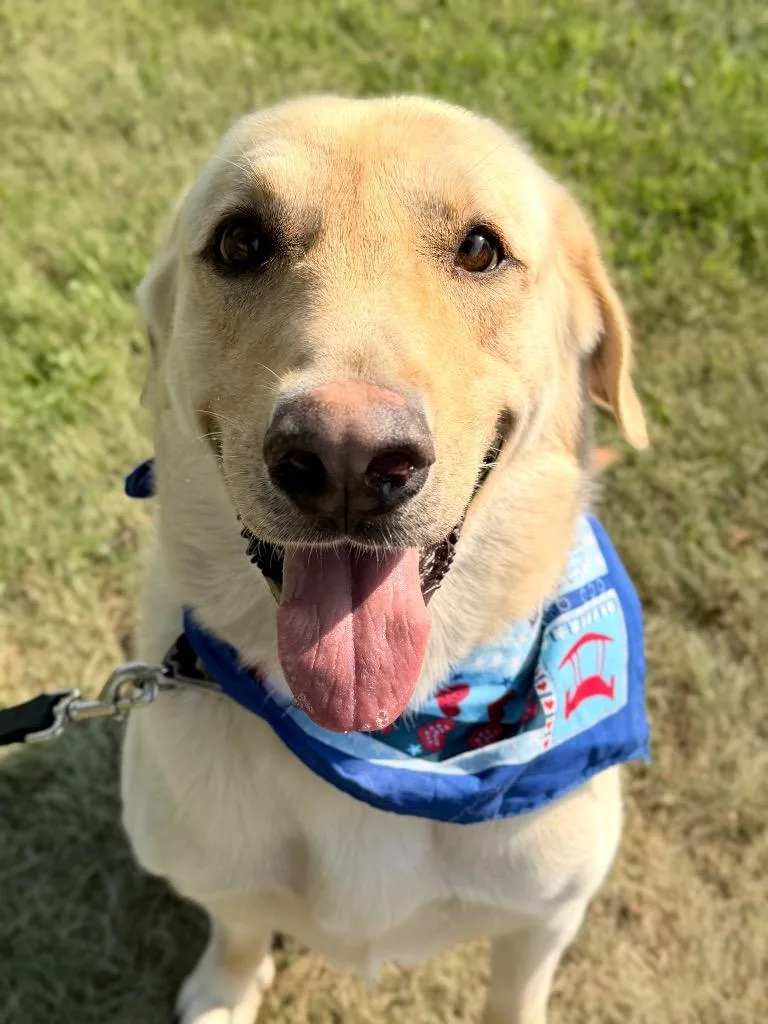 A senior medium-sized male Mixed Breed dog named Clifford for adoption in Menomonie, WI