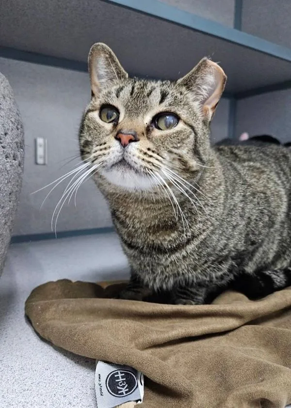 An adult medium-sized female Domestic Short Hair cat named Tiny for adoption in Skillman, NJ