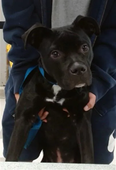 A young small-sized male Staffordshire Bull Terrier dog named A for adoption in Oklahoma City, OK
