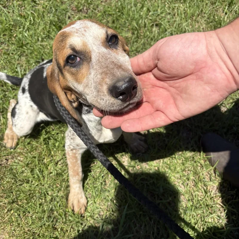 A baby small-sized female Tricolor (Brown, Black, & White) Bluetick Coonhound dog named Wilma for adoption in Elberon, VA
