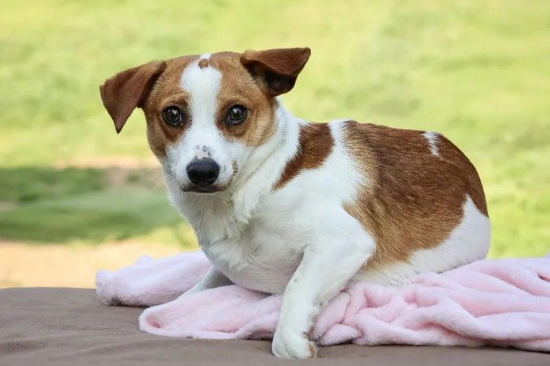 A young medium-sized male Mixed Breed dog named Saint for adoption in Columbia, TN