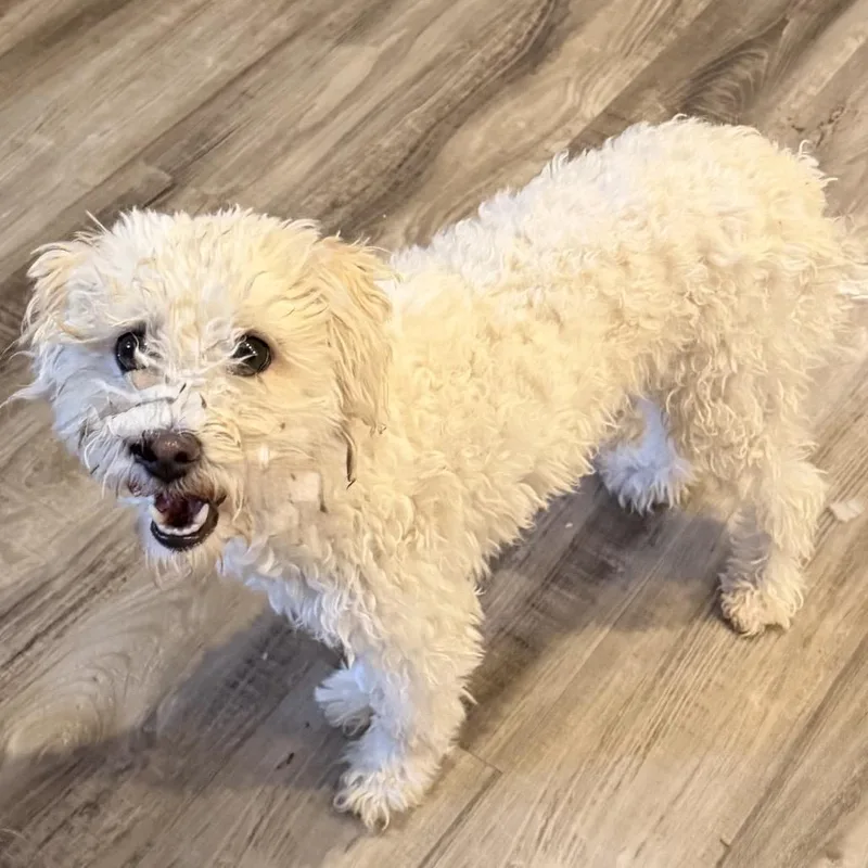 An adult small-sized female White / Cream Miniature Poodle dog named Chrysanthemum for adoption in Las Vegas, NV