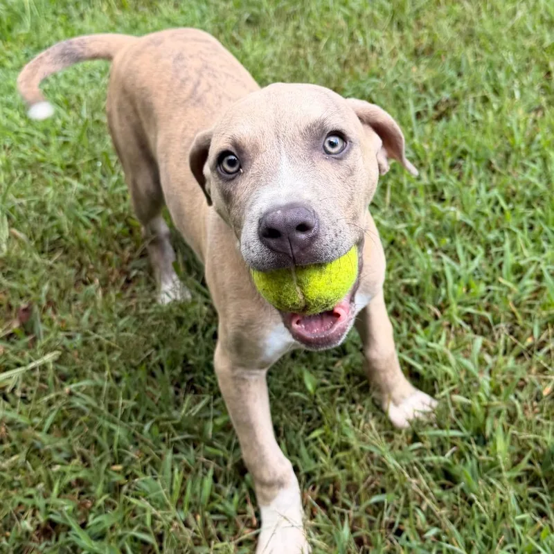 A baby small-sized male Apricot / Beige Pit Bull Terrier dog named Pirate for adoption in Blue Ridge, GA