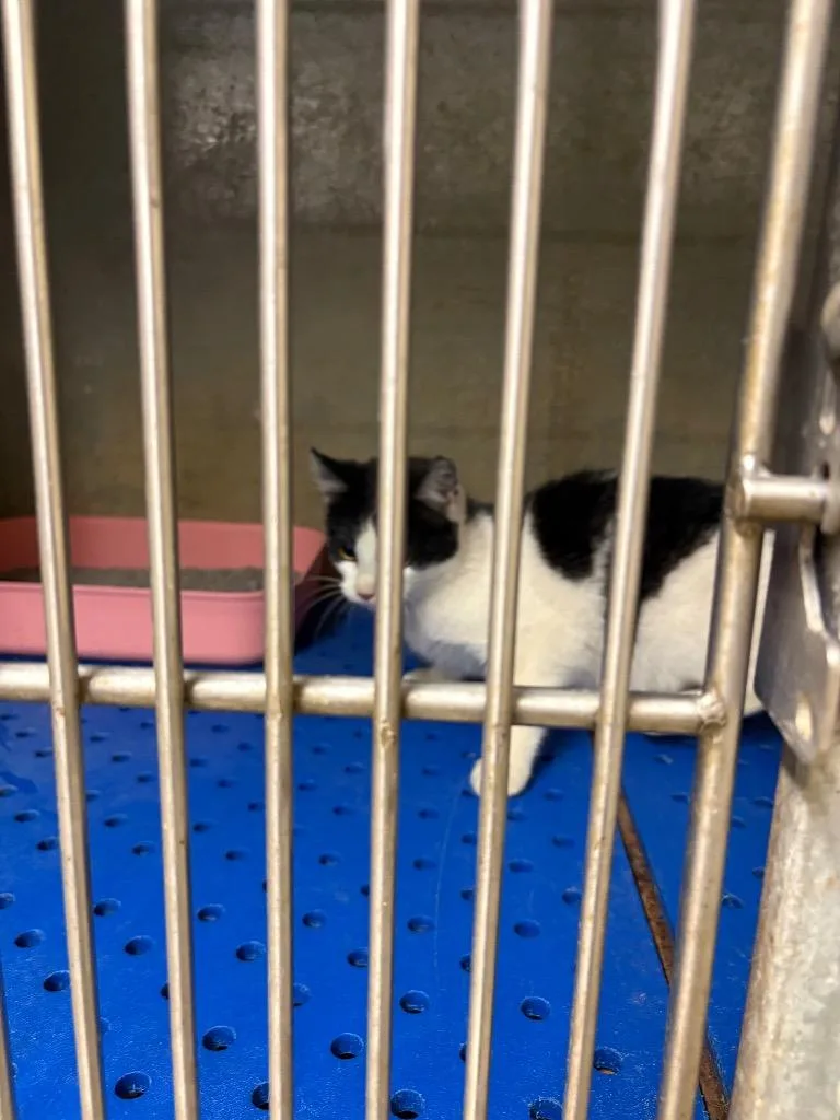 A baby medium-sized male Domestic Short Hair cat named Honda for adoption in Benton, AR