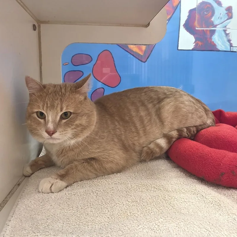 An adult large-sized male Orange / Red Domestic Short Hair cat named Little Davey for adoption in Cheyenne, WY