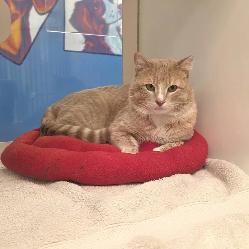 Little Davey thumbnail 3