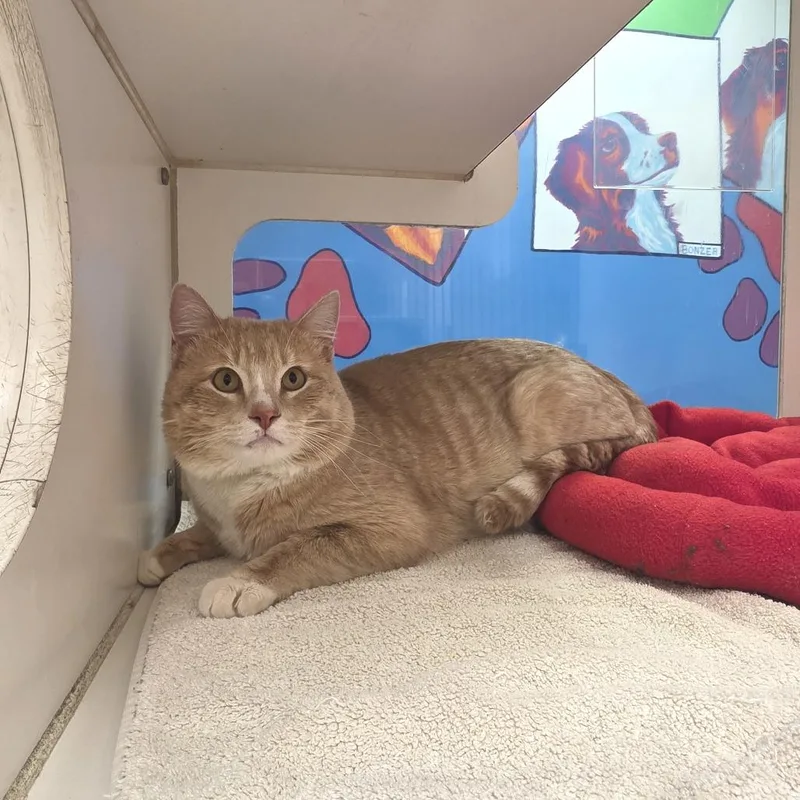 Little Davey thumbnail 4