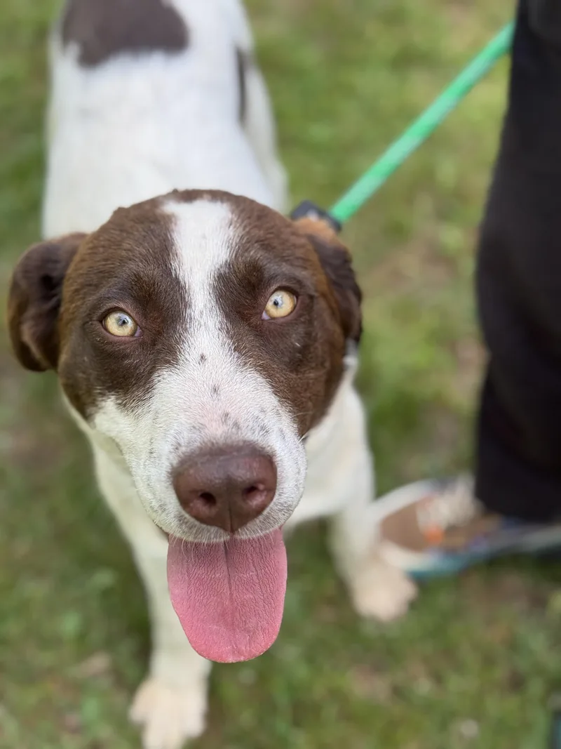 A young medium-sized male White / Cream Labrador Retriever dog named Ezra for adoption in Meherrin, VA