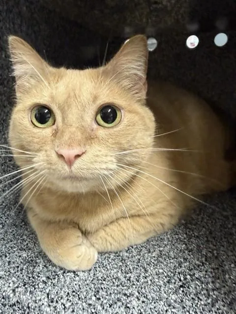An adult large-sized female Domestic Short Hair cat named Zelda for adoption in Fairbanks, AK