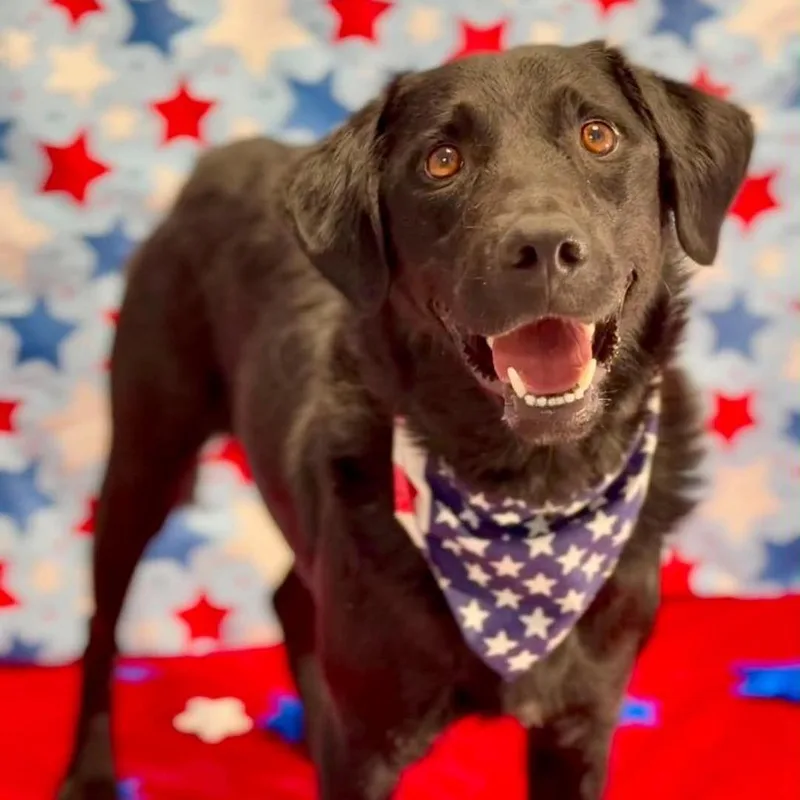 An adult medium-sized male Black Mixed Breed dog named Spork for adoption in Washington Township, OH