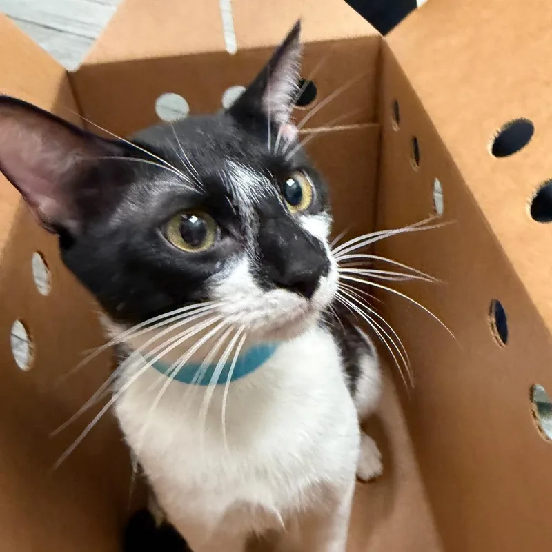 A young medium-sized male Domestic Short Hair cat named Domino for adoption in Jacksonville, FL
