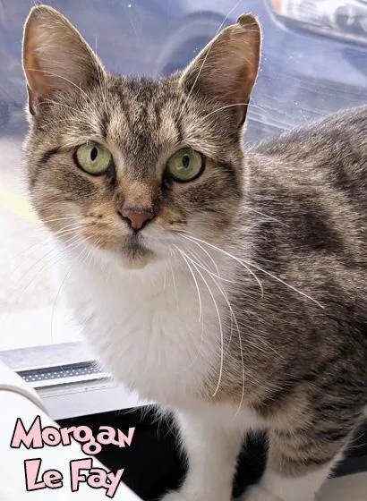 An adult medium-sized female Domestic Short Hair cat named Morgan Le Fay for adoption in Mason, MI