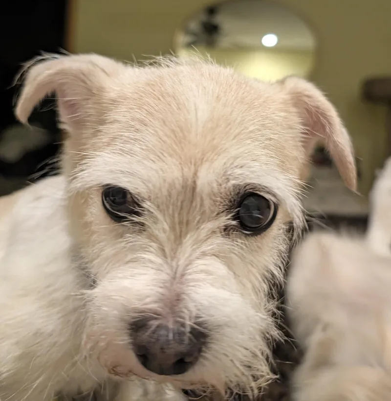 A senior small-sized female Maltese dog named Honeybunch for adoption in Palatine, IL