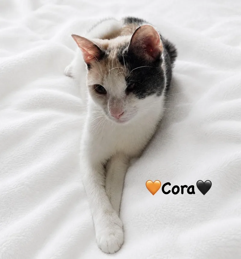 A young medium-sized female Calico cat named Sweet Cora for adoption in Copley, OH