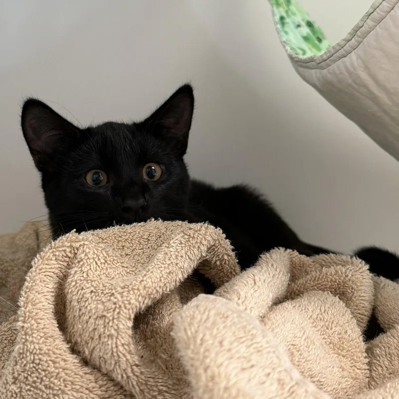 A young medium-sized male Domestic Short Hair cat named Mister for adoption in Oakland, CA