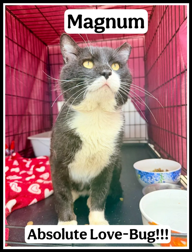 Magnumwillow Grove thumbnail 2