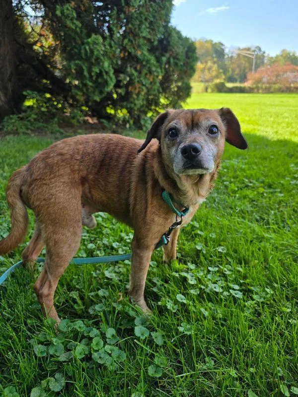 An adult small-sized male Terrier dog named Bob for adoption in Williamsport, PA