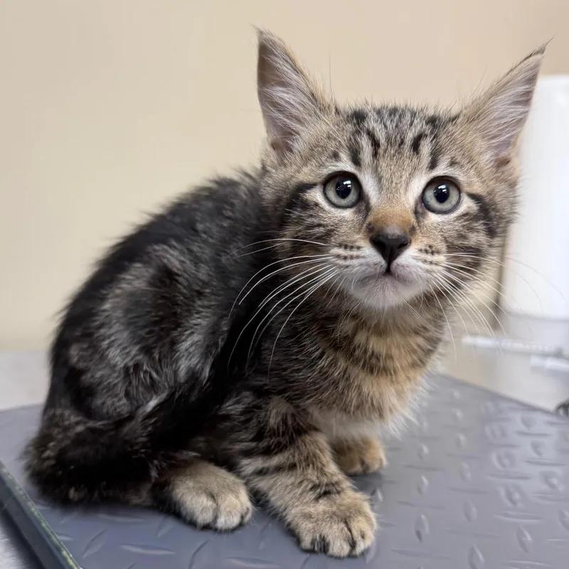 A baby small-sized male Brown / Chocolate Domestic Short Hair cat named Kevin for adoption in Birmingham, AL