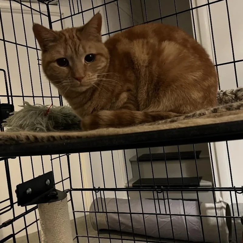 An adult medium-sized female Orange & White Domestic Short Hair cat named Mimosa & Marmalade for adoption in Bellmawr, NJ