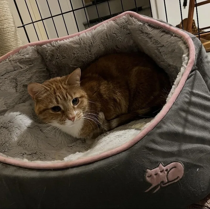 Mimosa & Marmalade thumbnail 2