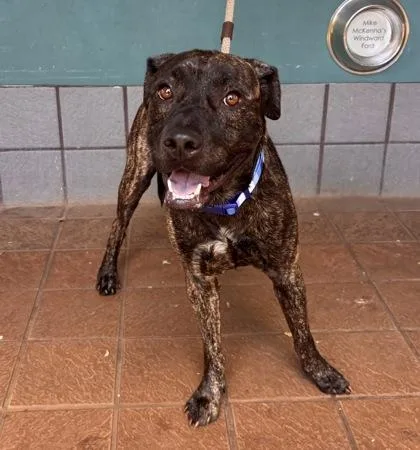 An adult large-sized male Terrier dog named Elua for adoption in Honolulu, HI