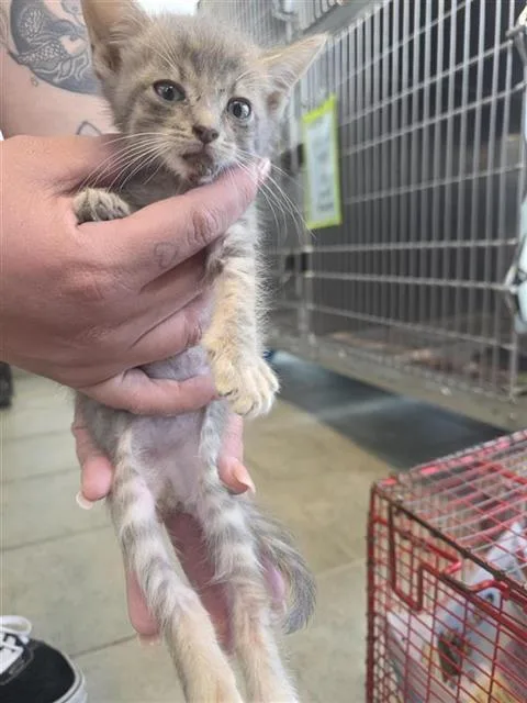 A baby small-sized male Domestic Short Hair cat named Piston for adoption in San Antonio, TX