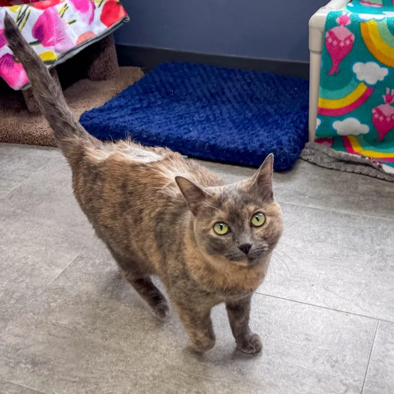 An adult large-sized female Gray / Blue / Silver Domestic Short Hair cat named Mimi for adoption in Kennebunk, ME