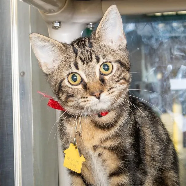 A baby small-sized male Domestic Short Hair cat named Minotaur for adoption in St. Louis, MO