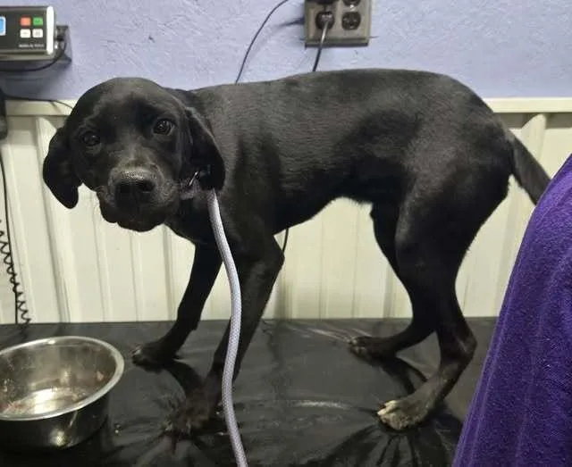 A young medium-sized male Labrador Retriever dog named Scooter for adoption in Waverly, OH