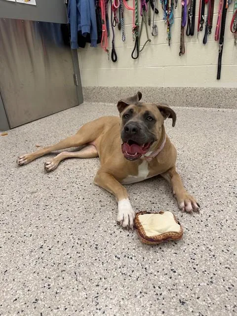 A young large-sized female Pit Bull Terrier dog named Reese for adoption in Brighton, CO