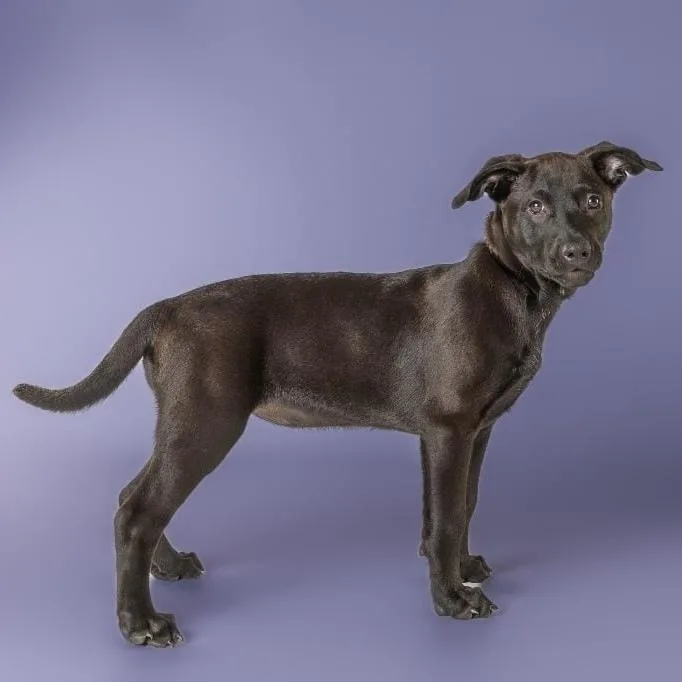 A baby medium-sized female Cattle Dog dog named Mary for adoption in Armonk, NY