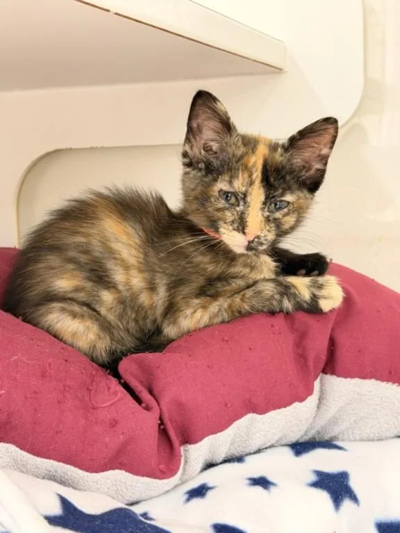 A baby small-sized female Domestic Short Hair cat named Hazel for adoption in Hayward, CA